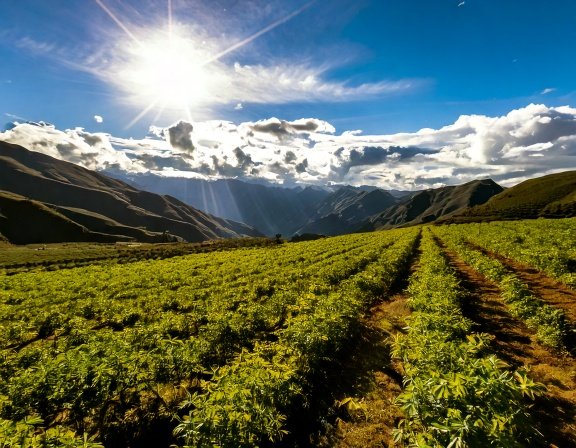 Andean highlands field with rows of maca plants