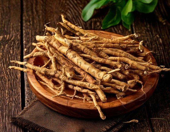 Freshly harvested ashwagandha roots