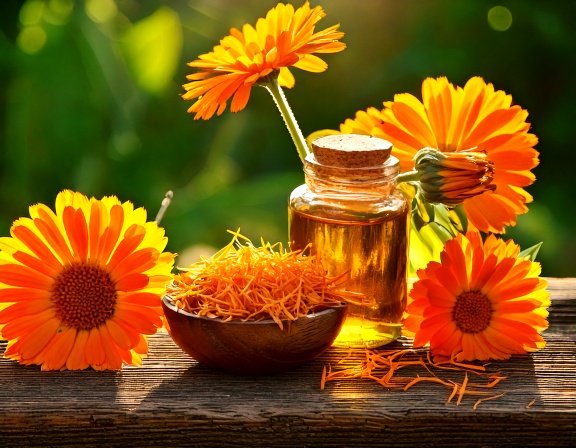 Calendula flowers blooming in a sunlit garden with a small bowl of petals