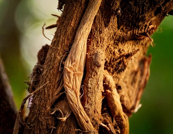 Cat’s Claw woody vine with bark and roots.