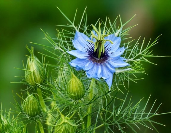 Black seed (Nigella sativa)