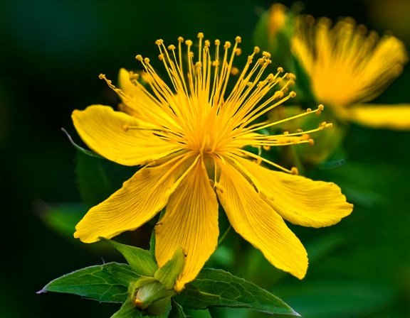 St. John's Wort flowers