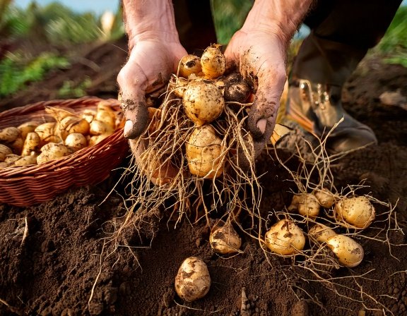 Harvesting mature golden maca roots