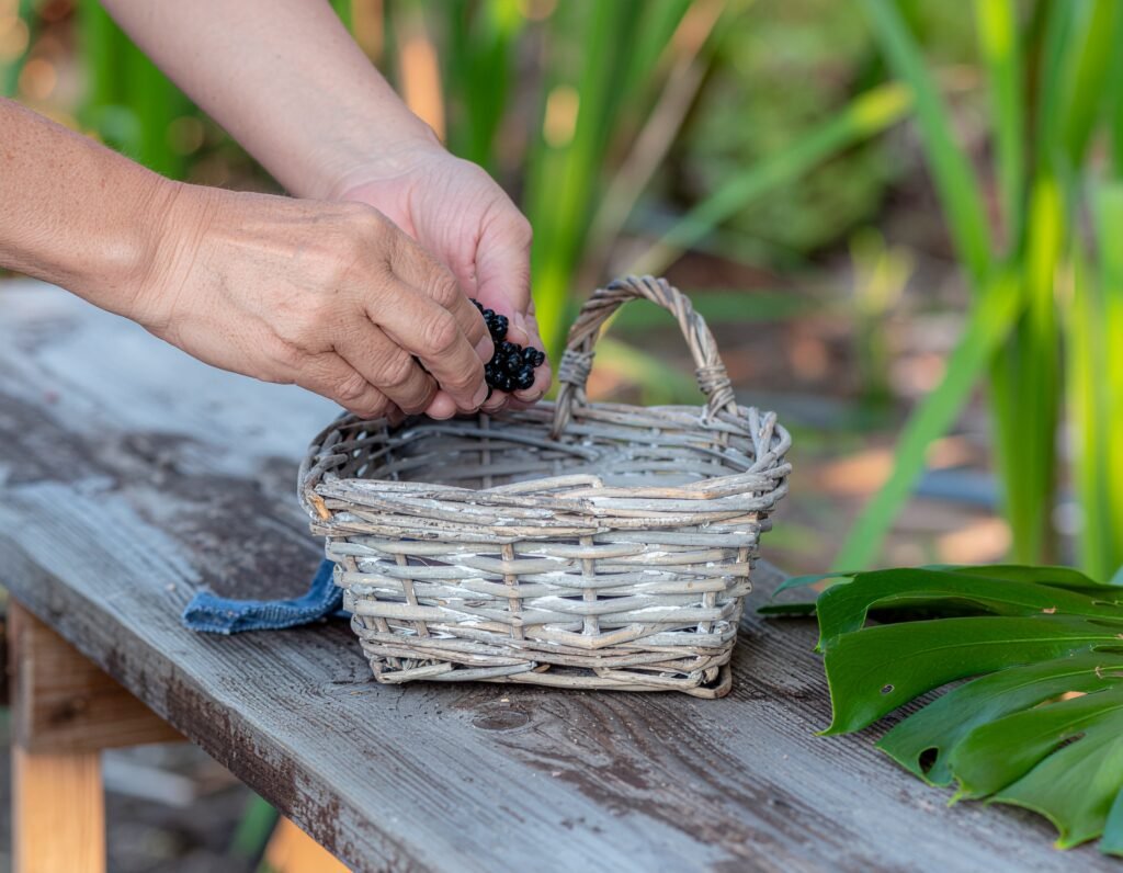 Harvesting saw palmetto berries