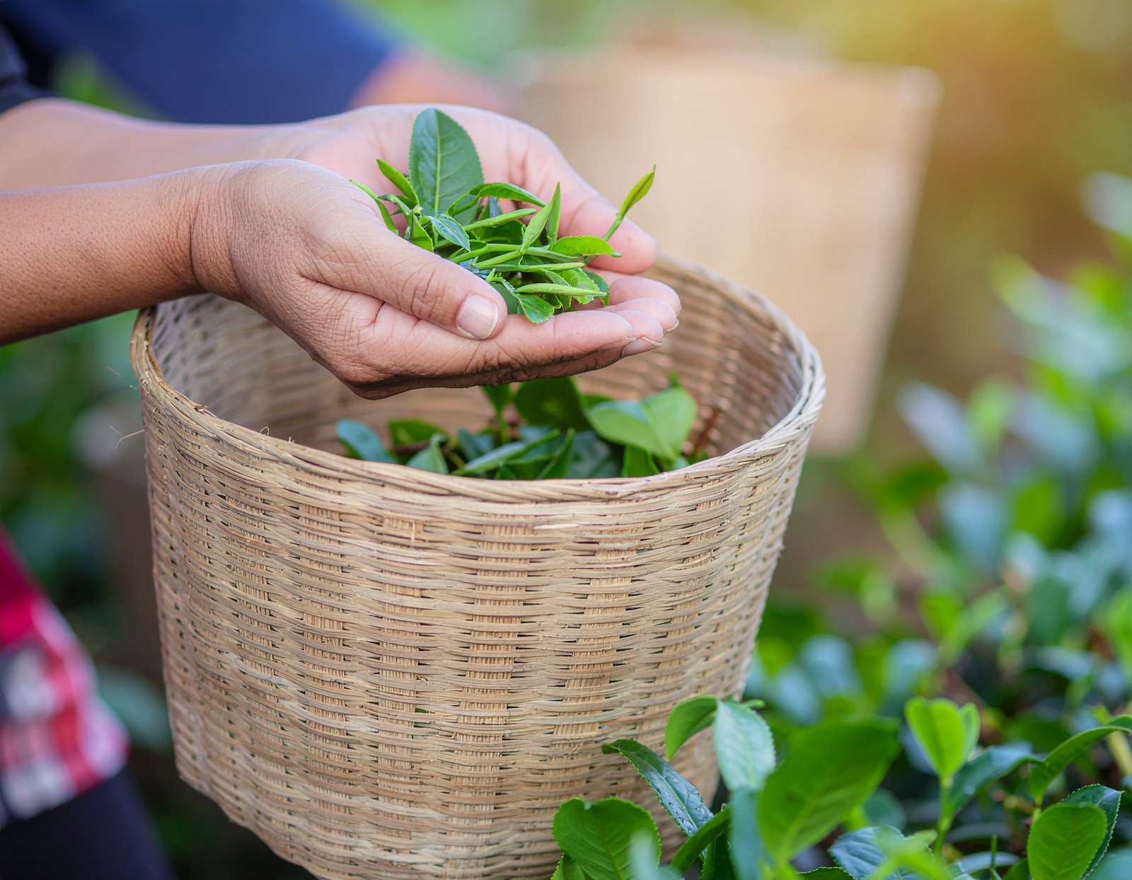 Green tea leaves ready for home brewing