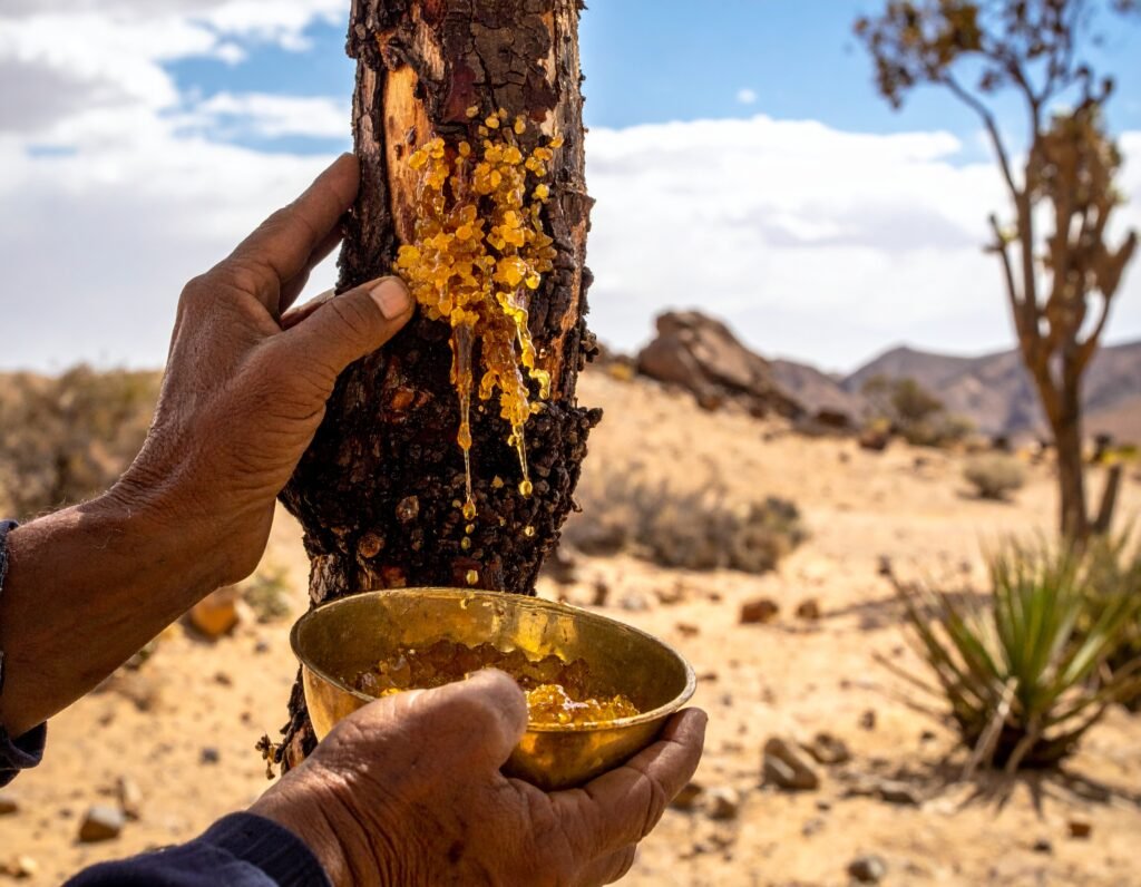 Harvesting Boswellia resin