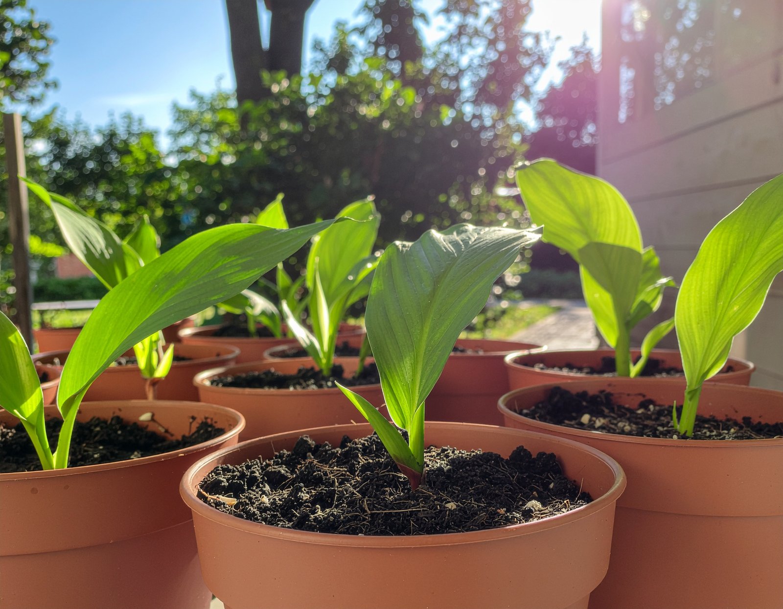 Growing fresh ginger roots at home