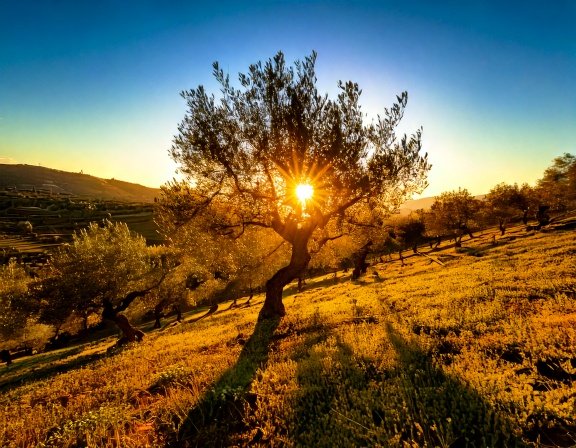 Mediterranean olive grove