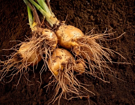 Freshly dug maca roots