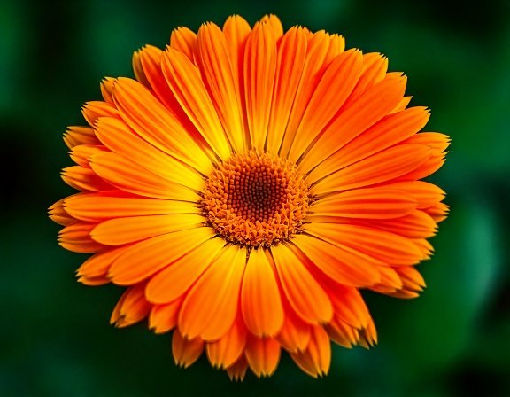 Macro of bright orange calendula flower petals, center detail
