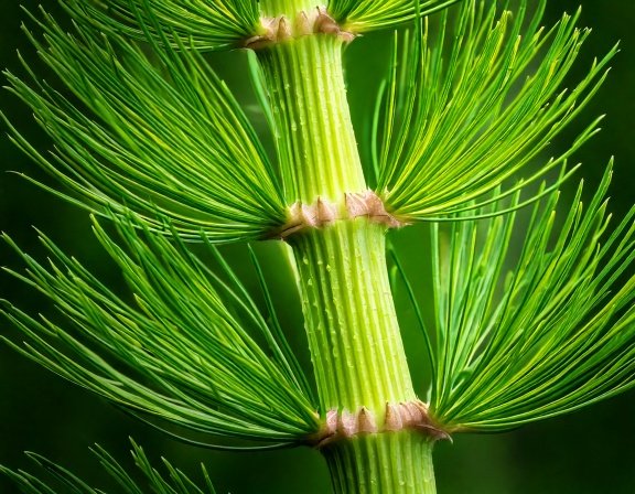 Macro of horsetail stem, segmented green shoots