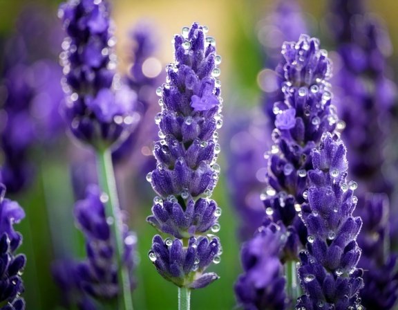 Macro of lavender spikes with dewdrops
