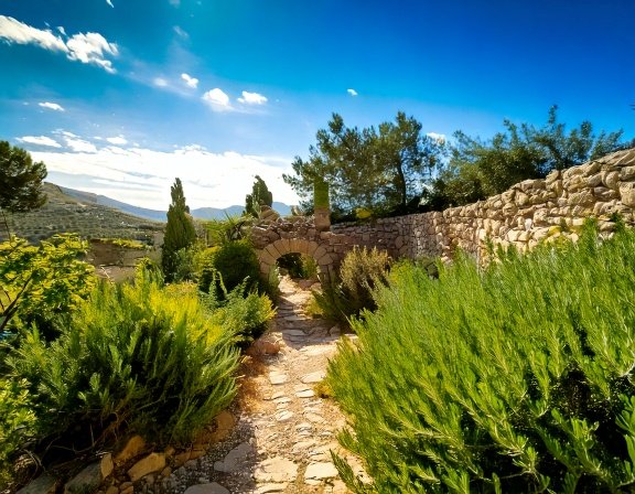 Mediterranean rosemary garden on a sunny day