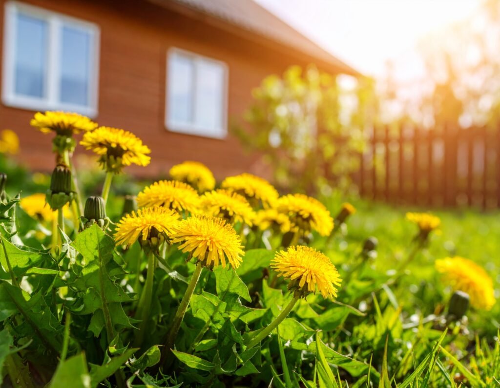 Dandelion root: nature’s quiet champion