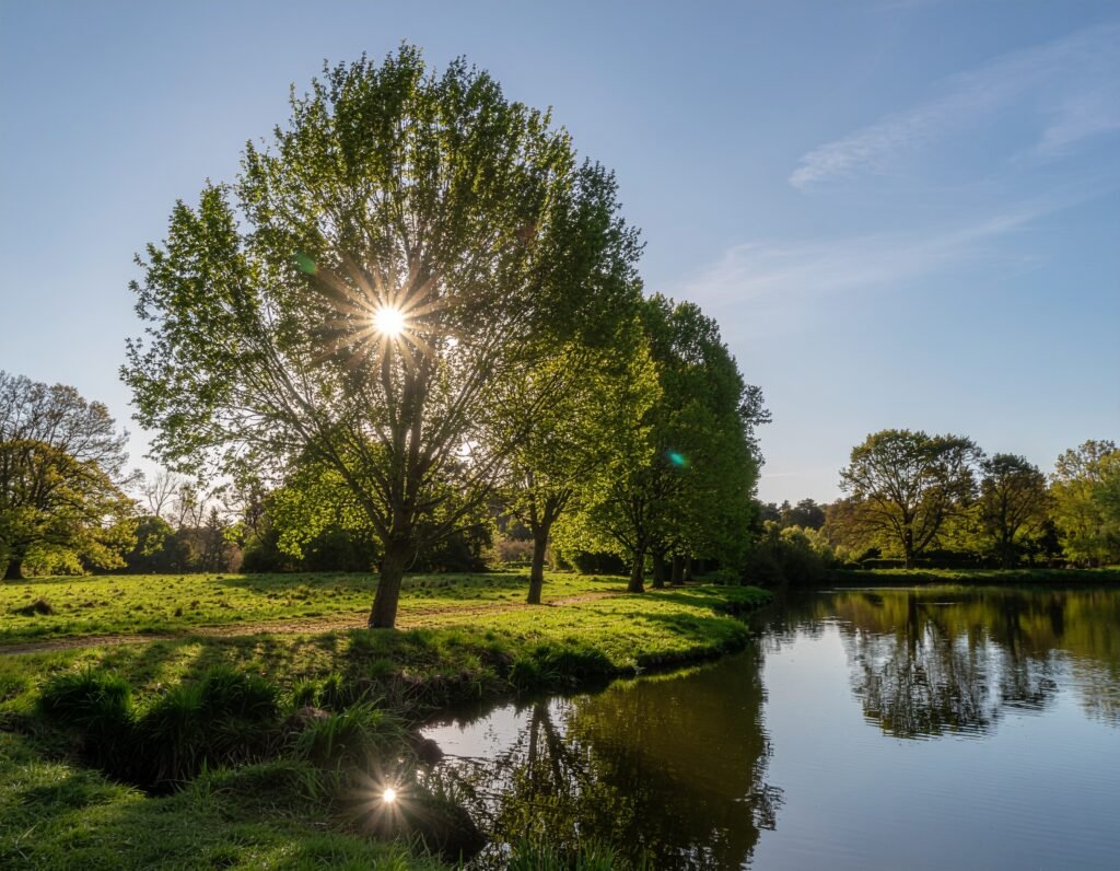 Young Willow Trees by Water