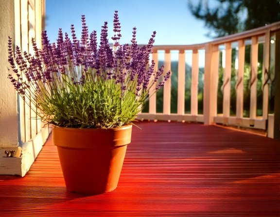 Container-grown lavender in a sunny balcony setting