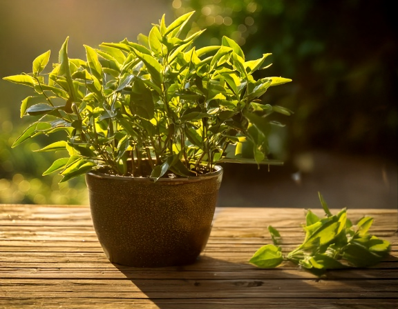 Top view of a vibrant green tea with garden leaves
