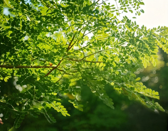 Thriving moringa tree with lush green leaves