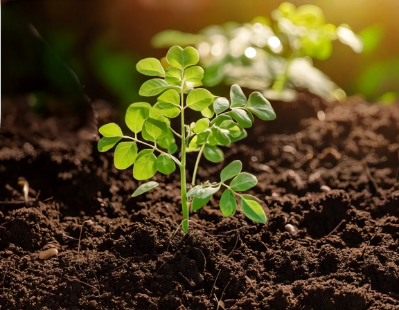 Moringa seeds being planted and young seedlings sprouting