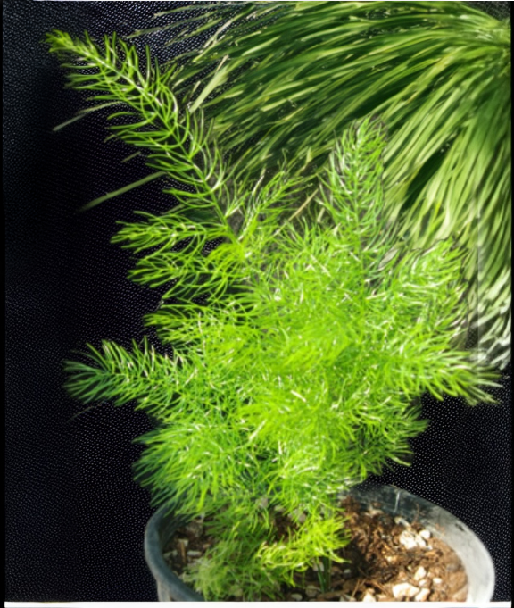 Shatavari roots and wellness