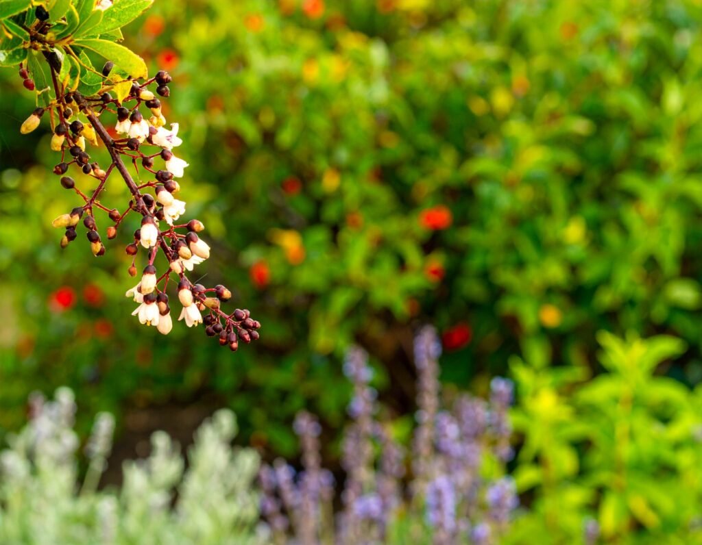 Vitex chaste tree branch with purple flowers and berries