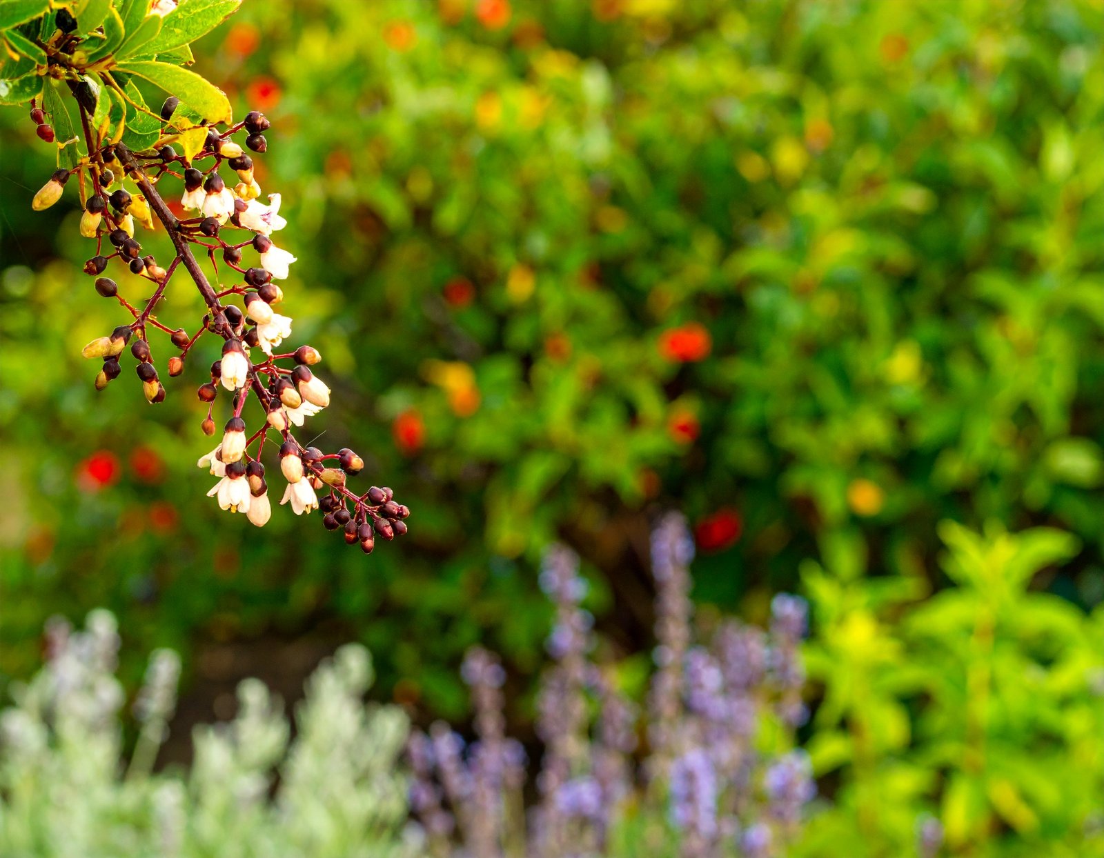 Harvesting vitex berry clusters