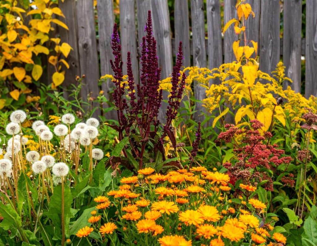 Autumn garden with dandelion, calendula, milk thistle