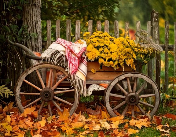 Beds of dandelion in golden autumn light