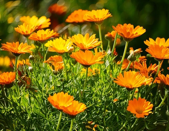 Calendula flowers blooming vibrantly in a garden.