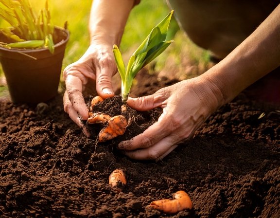 Planting turmeric rhizomes in soil