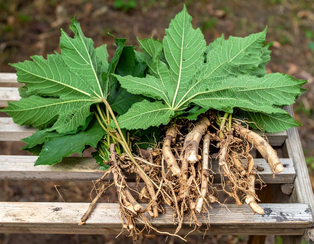 Close-up of Black Cohosh leaves and roots, freshly harvested and drying.
