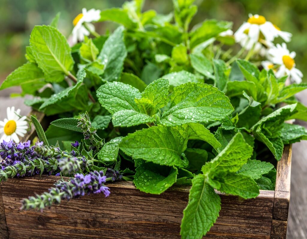 Mint, chamomile seedlings
