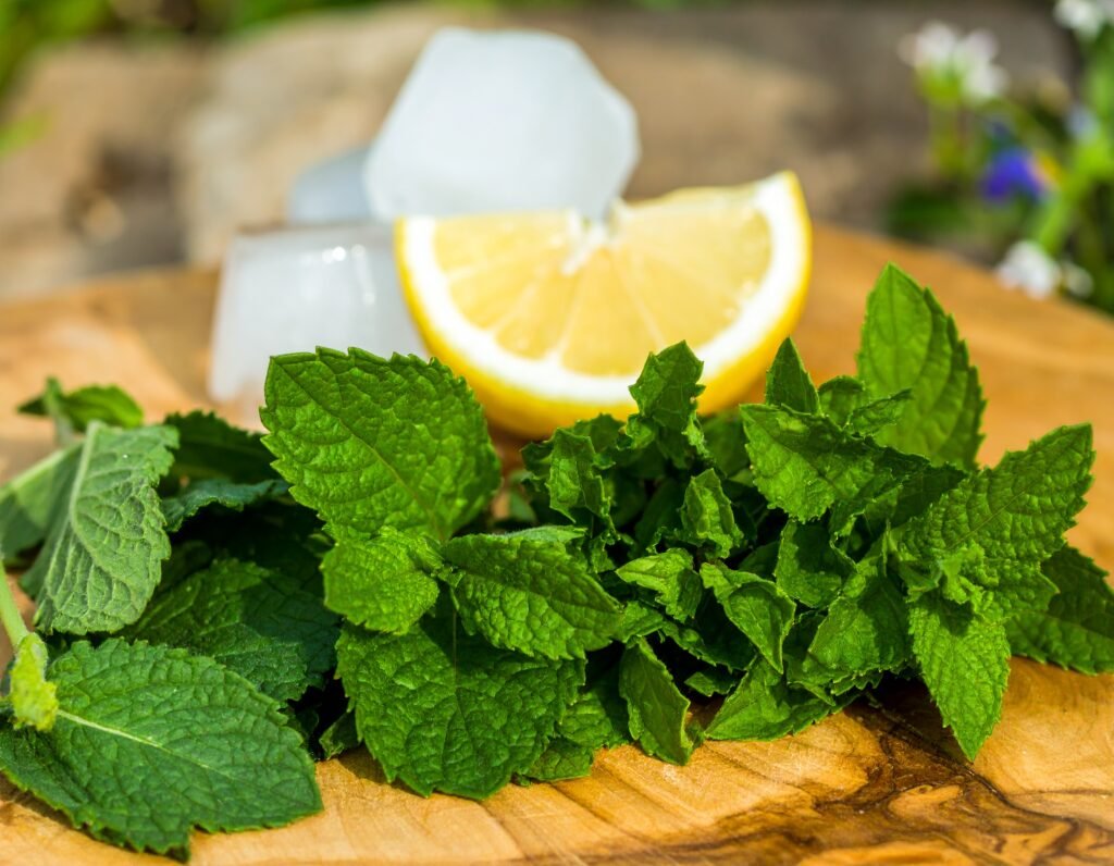 Mint, lemon balm, basil, cilantro, shiso close-up