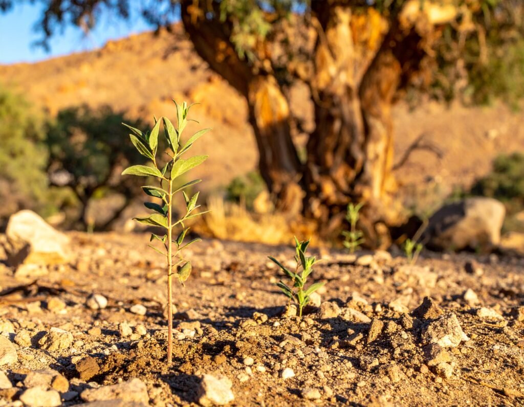 Young Boswellia seedlings being planted in rocky, well-drained soil