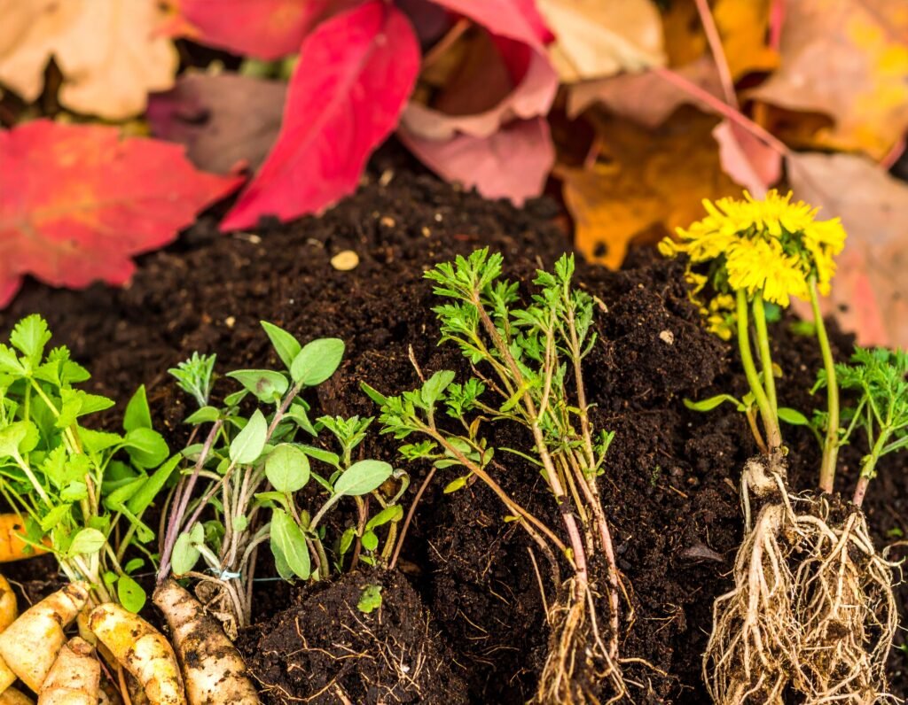 Close-up young dandelion, burdock, parsley, sage, ginger, turmeric