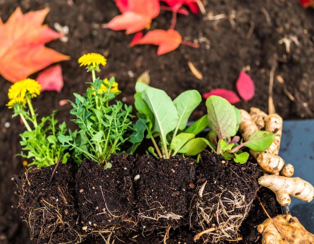 Close-up of young dandelion, burdock, parsley, sage, ginger, and turmeric plants