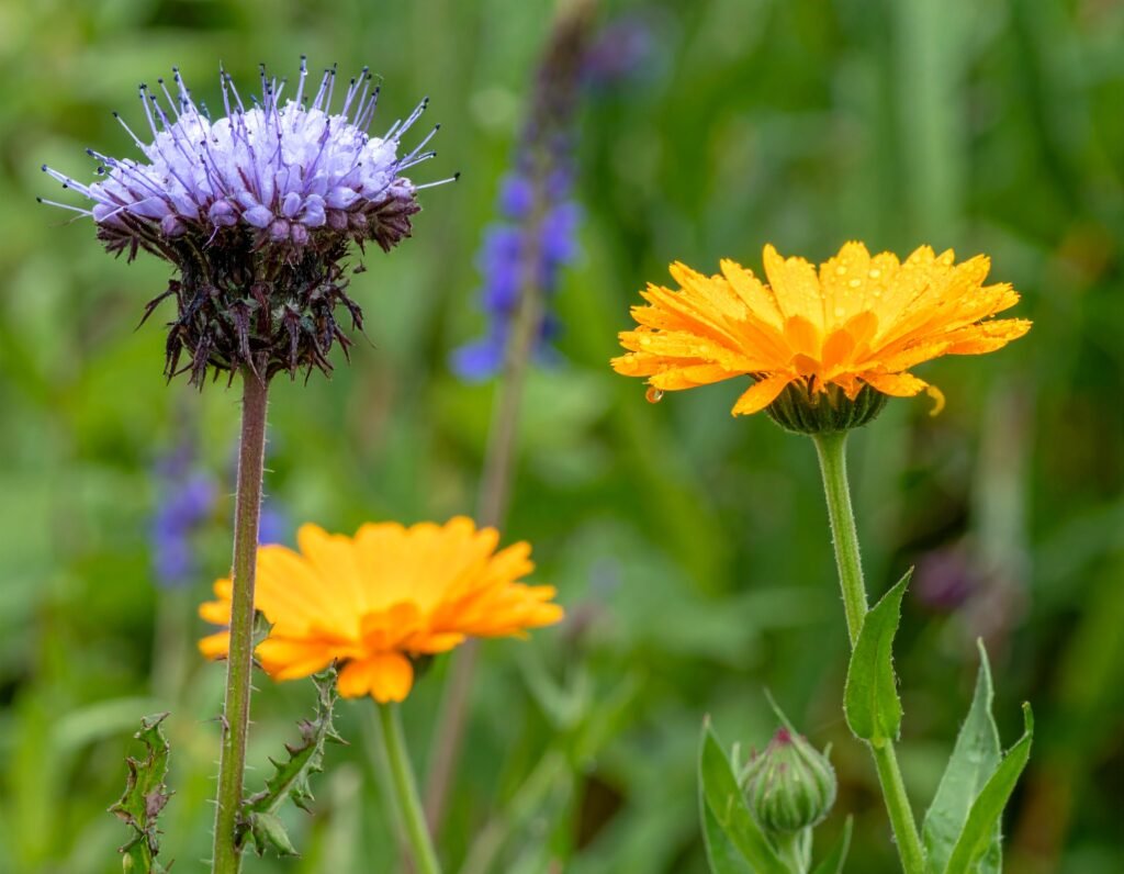 Dandelion greens, purple milk thistle bloom, vibrant background