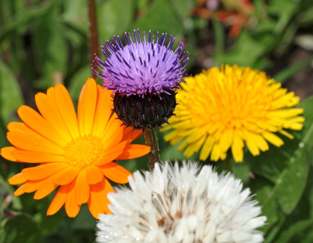 Close-up of dandelion, milk thistle, calendula