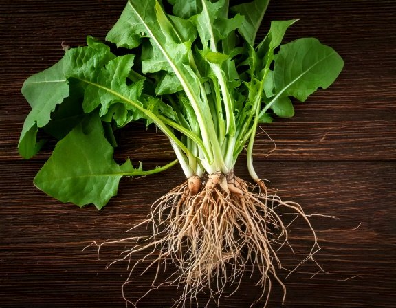 Dandelion root and leaves macro