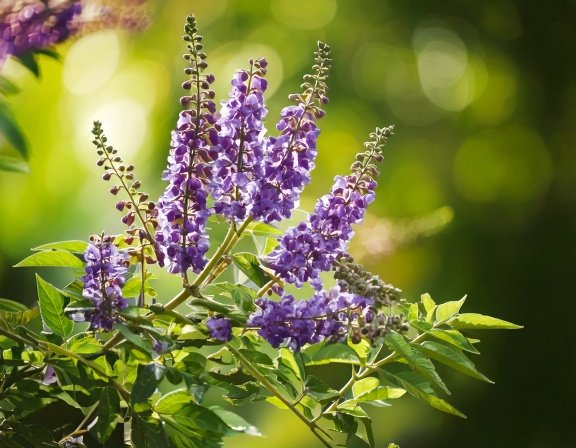 Vitex branch with berries