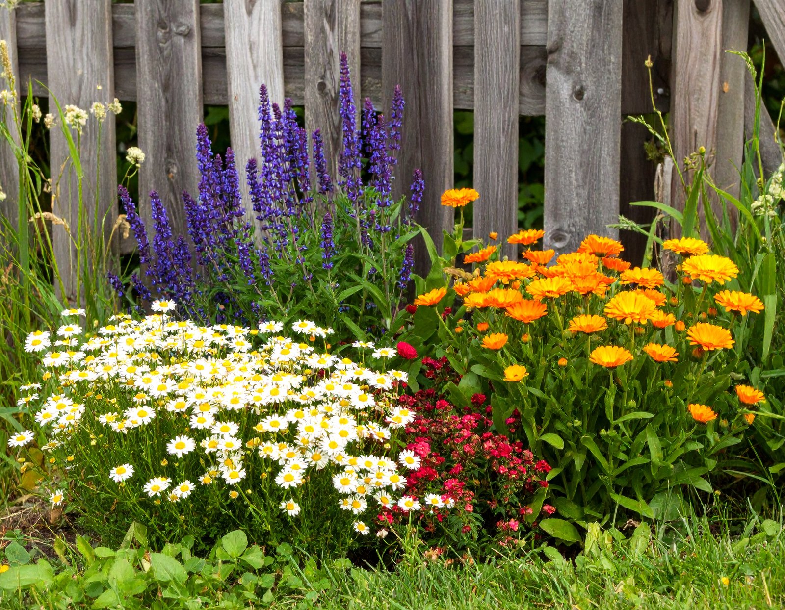 Anti-Inflammatory Garden Bed