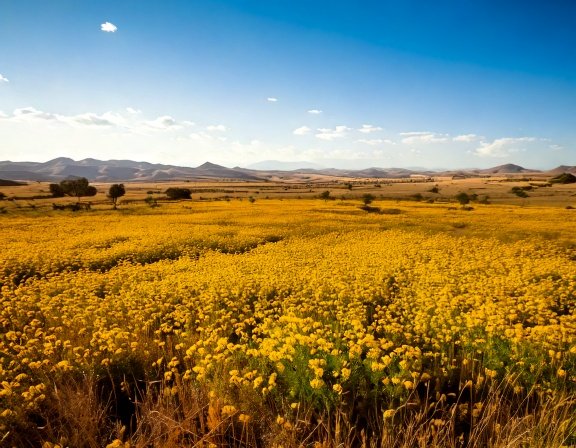 Tribulus field and flowers