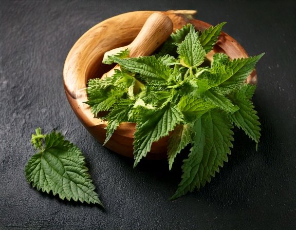 Forage or harvest young nettle for tea, soups, or pesto