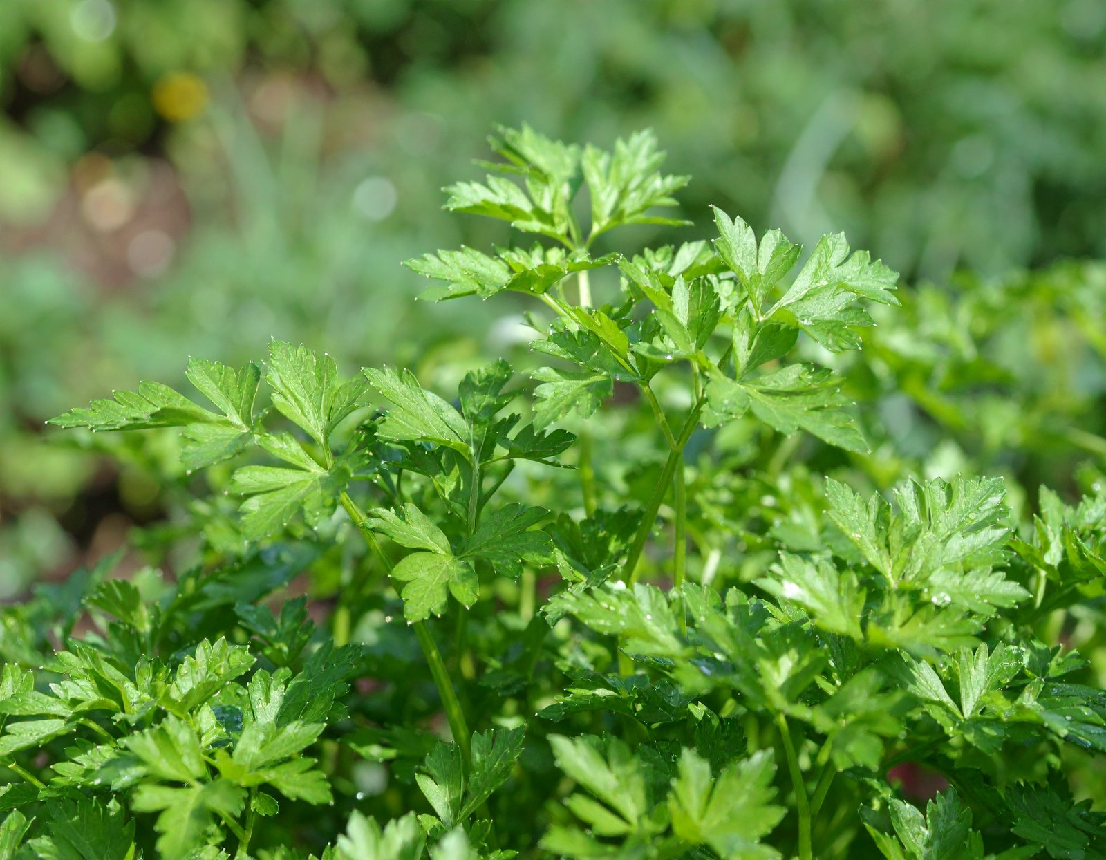 Parsley bunch