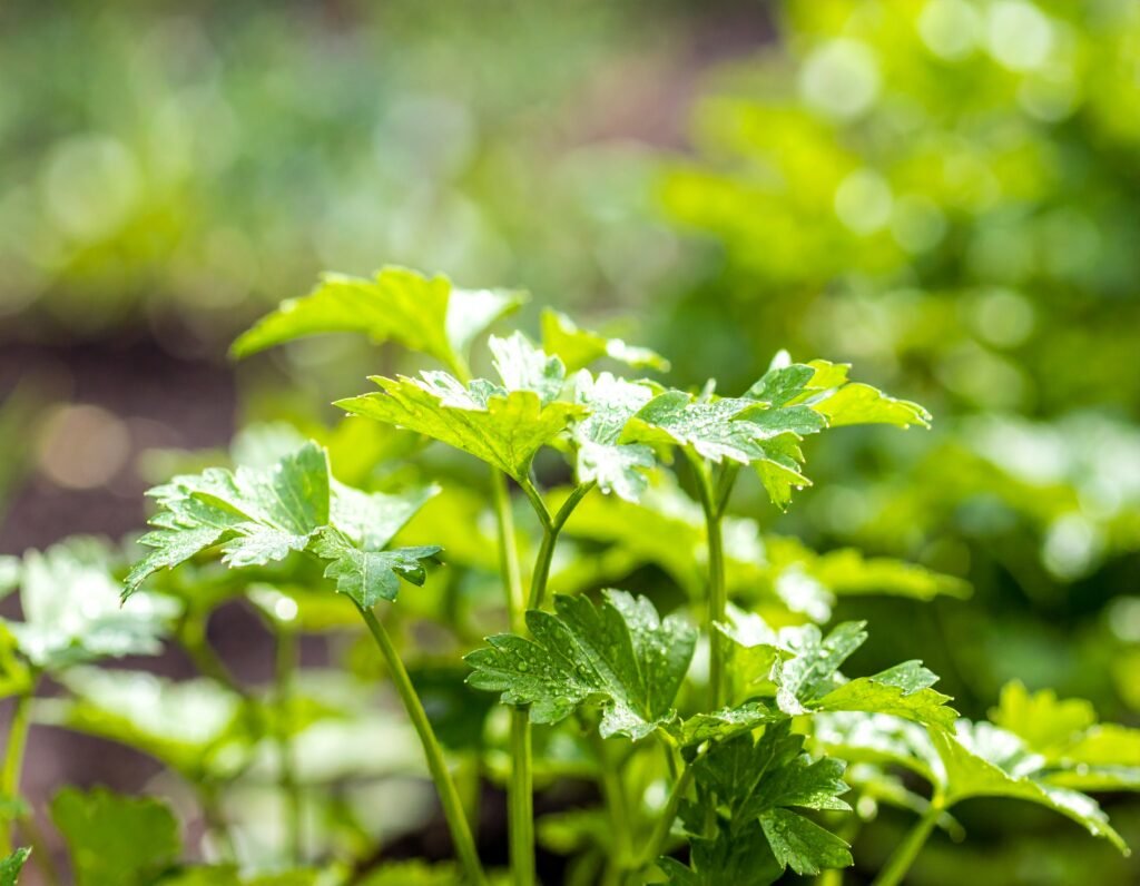 Lush parsley growing in partial shade