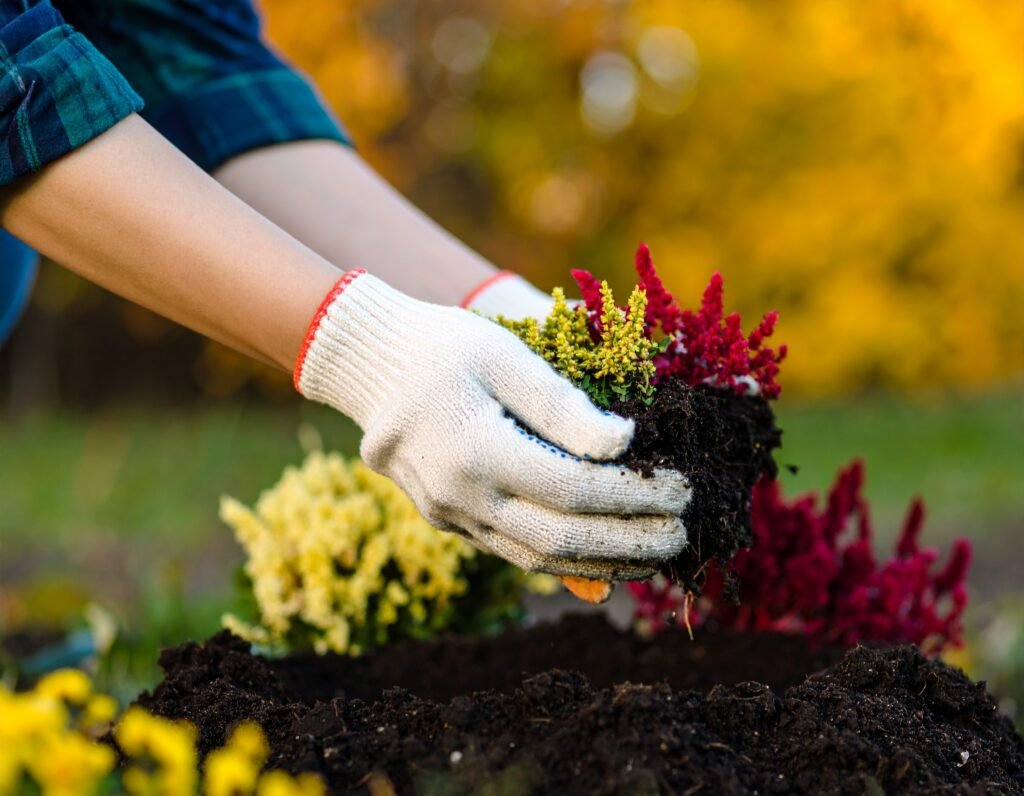 Gardener planting fall detox herb seedlings in a raised bed