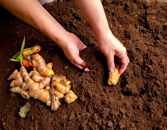 Turmeric planting calendar