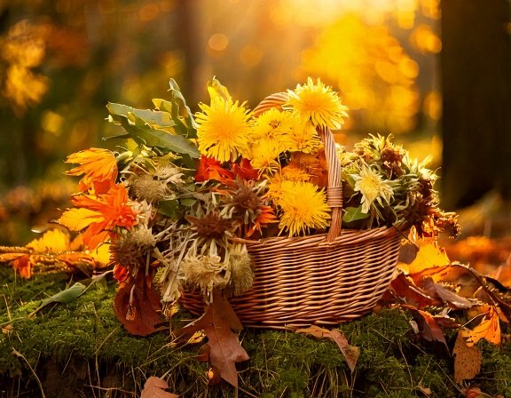 Basket of roots, milk thistle, calendula in autumn sun