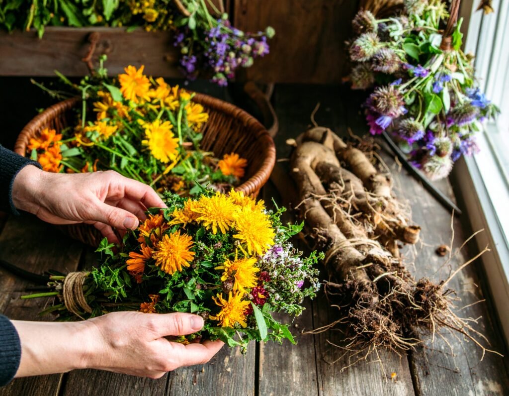 Harvesting burdock and dandelion roots, calendula flowers