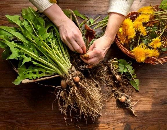 Pulling dandelion roots from soil